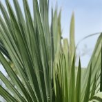 Palma trpasličia (Sabal Minor) - výška kmeňa 40-50 cm, celková výška 140-160 cm, kont. C130L (-20°C)